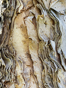 rough, bark, eucalyptus, tree, wood, nature thumbnail