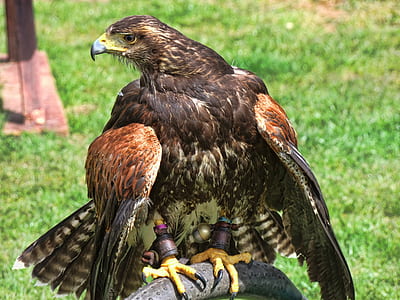 brown hawk perched on black pipe thumbnail