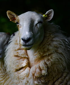Shallow Focus of Sheep thumbnail