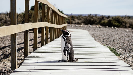 penguin on a brown wooden dock thumbnail