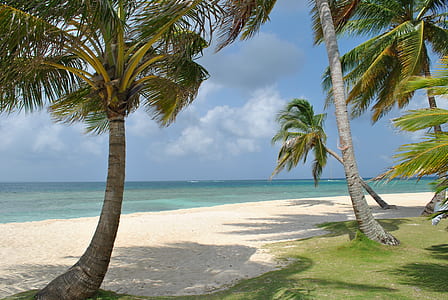 green palm tree thumbnail
