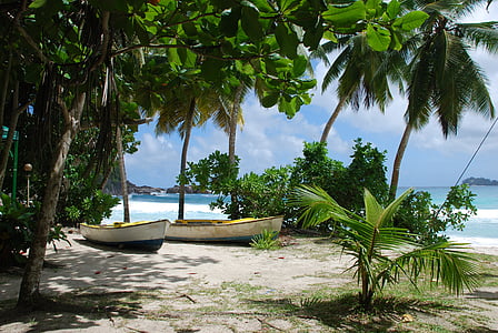 two boats on shore surrounded by green palm trees during daytime thumbnail