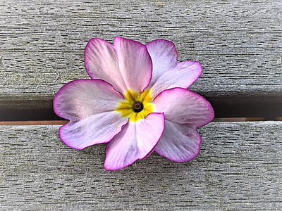 close up photo of purple petaled flower thumbnail