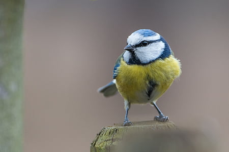 selective focus photography of black, white, and yellow bird perching on trunk thumbnail