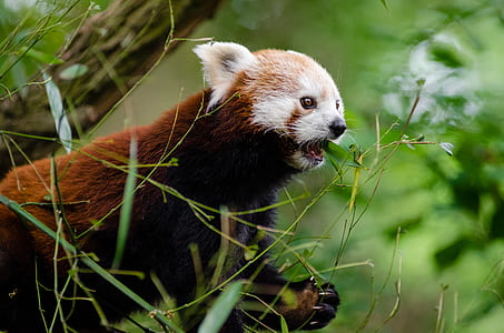 Brown and White Wolverine Animal thumbnail
