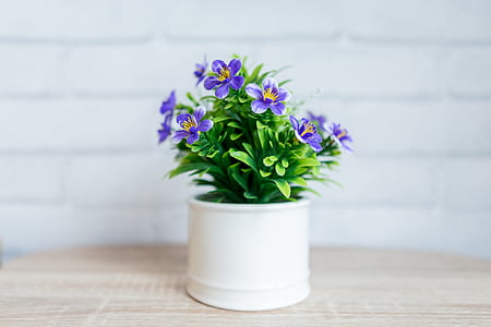pot of purple petaled flowers thumbnail