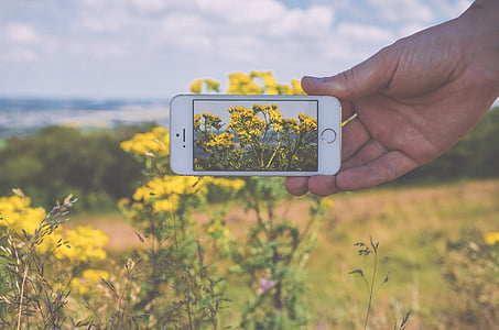 person holding silver iPhone 5s taking photo of yellow petaled flower thumbnail