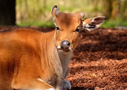 brown cow laying under tree thumbnail