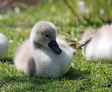 white duckling on grass thumbnail