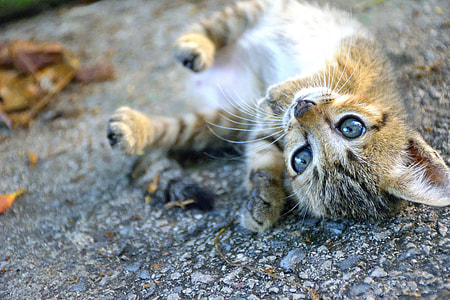 closed up photo of brown Tabby kitten thumbnail