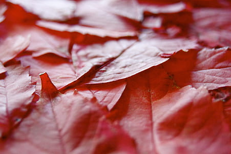 shallow focus photography of red leaves thumbnail