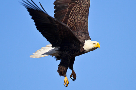 bald eagle flying on clear blue sky thumbnail
