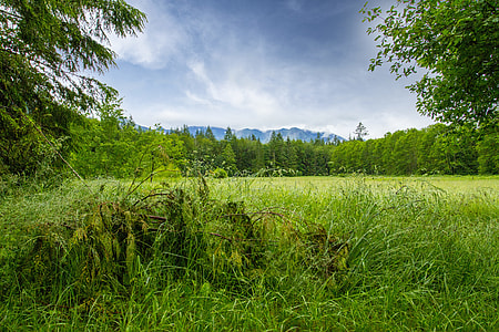 landscape photography of green grass field thumbnail