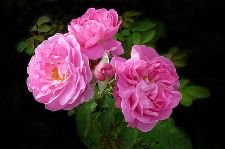photo of three pink rose flowers thumbnail