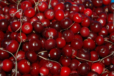 close-up photo of red cherries thumbnail