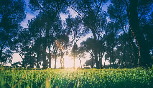 green trees and grass during daytime thumbnail