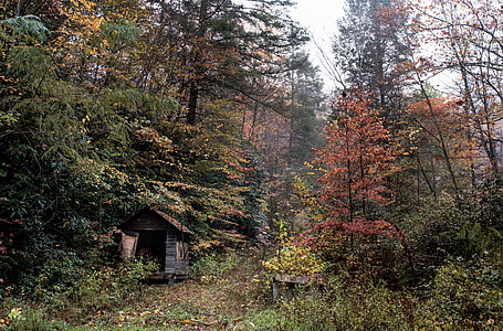 green trees with brown wooden house during daytime thumbnail