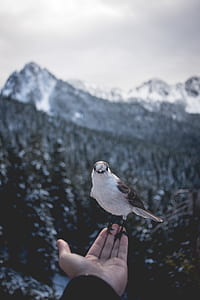 gray and white passerine bird perching on human hand thumbnail