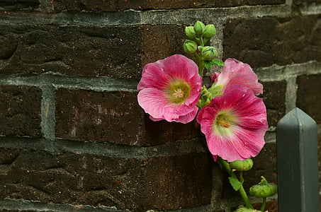 pink petaled flower photo thumbnail