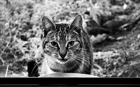grayscale photography of a cat thumbnail