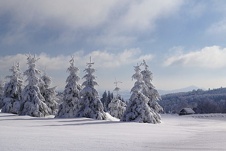 trees covered by snow thumbnail