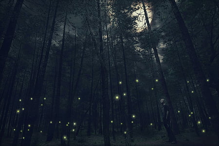 man standing beside trees during night time thumbnail