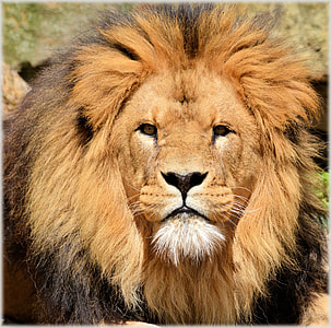 shallow focus photography of lion during daytime thumbnail