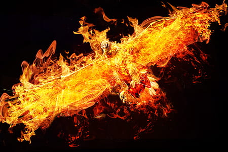flaming bird illustration thumbnail