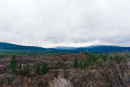 forest photography thumbnail