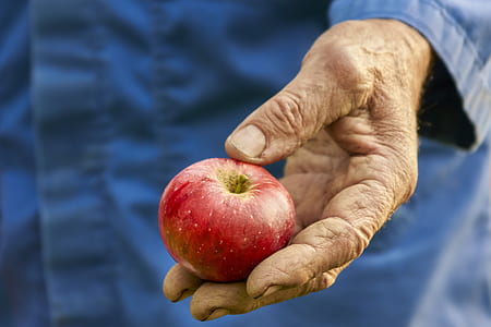 close up photograph of person holding red apple fruit thumbnail