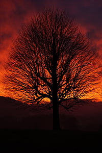 silhouette of bare tree thumbnail