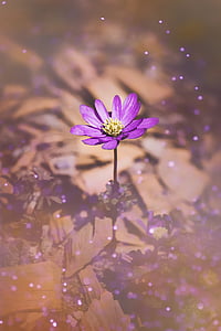 selective focus of purple petaled flower thumbnail