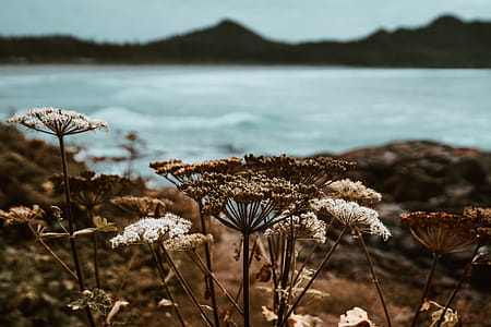 Wild Plants Photo thumbnail
