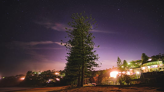 green tree surrounded with buildings thumbnail