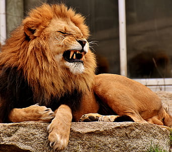 lion lying on the stone thumbnail