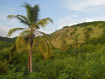 coconut tree thumbnail