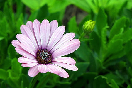 Purple African Daisies - an annual native to South Africa. Also called Blue-eyed Daisy, Cape Daisy, and Osteo. thumbnail