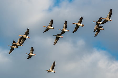 flock of birds in flight under blue sky thumbnail