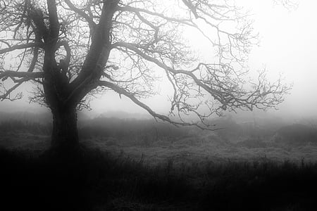 grayscale tree photo thumbnail