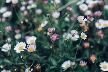 Close-Up Photography of Flowers thumbnail