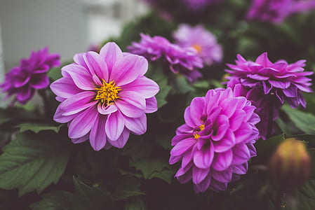 nature, flowers, garden, petals thumbnail