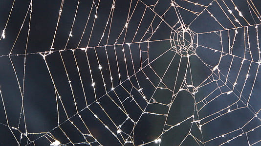 closeup photography of drops of water on spider web at daytime thumbnail