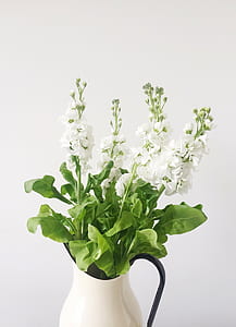 white and green plant of white ceramic flower vase thumbnail