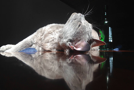 short-coated gray cat lying beside green bottle thumbnail