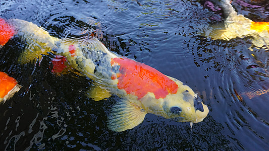 yellow and red koi in water thumbnail
