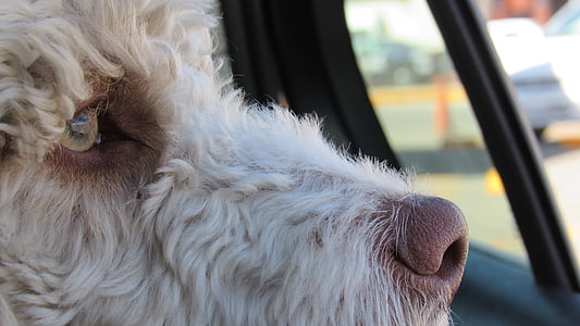 close-up photography of white wire-haired dog inside vehicle thumbnail