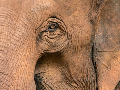 closeup of elephant's eye thumbnail