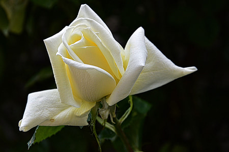 macro photography of white and yellow flower thumbnail