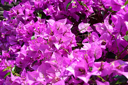 Sea Of Flowers, Flowers thumbnail