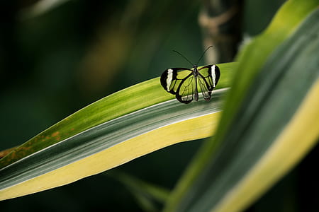 black and clear glass winged butterfly on green leaf thumbnail